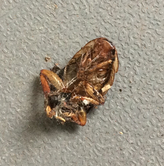 Drymaplaneta semivitta