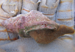 Ranella australasia