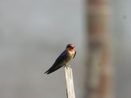 Hirundo javanica