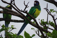 Barnardius zonarius semitorquatus