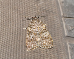 Parelictis saleuta
