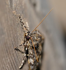 Parelictis saleuta