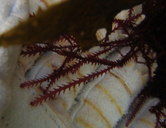 Vidalia colensoi