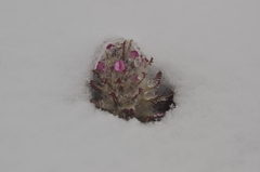 Pedicularis alopecuroides