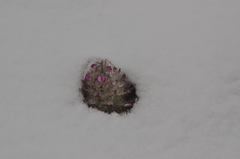 Pedicularis alopecuroides