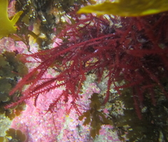 Vidalia colensoi