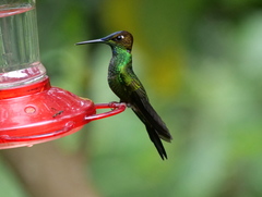 Heliodoxa leadbeateri