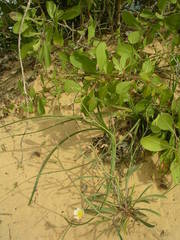 Launaea brunneri