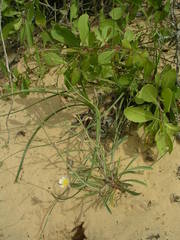 Launaea brunneri