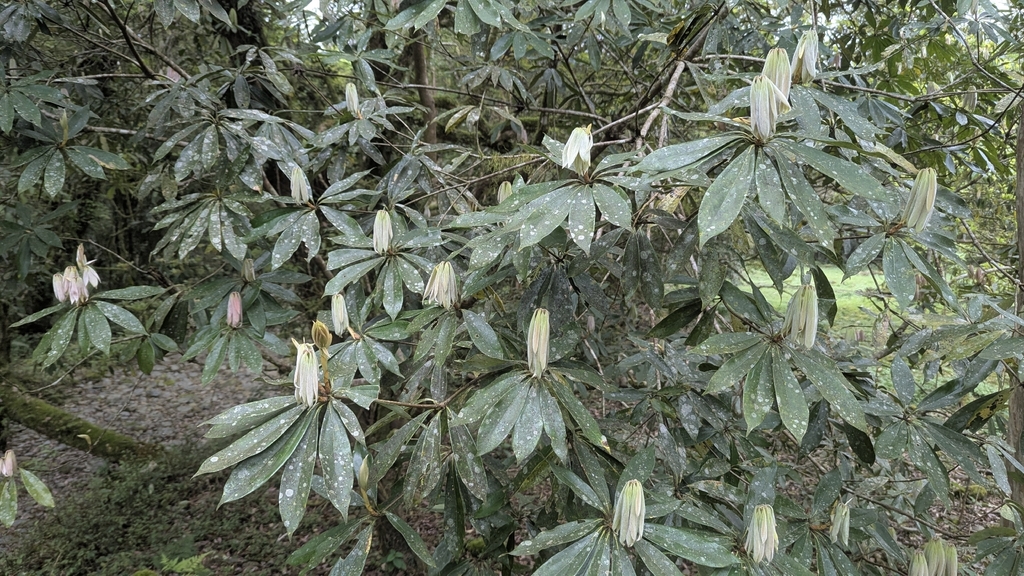 Neolitsea konishii; photograph (c) Cheng-Te Hsu, some rights reserved (CC BY)