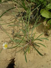 Launaea brunneri