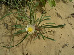Launaea brunneri