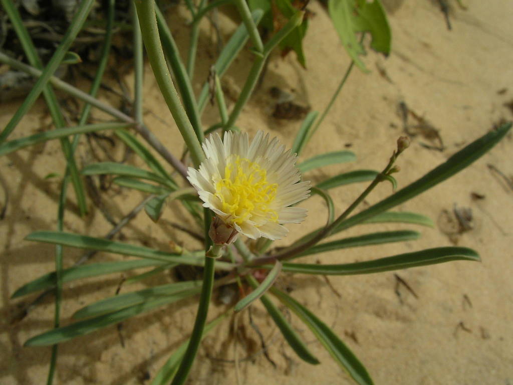 Launaea brunneri