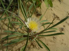 Launaea brunneri