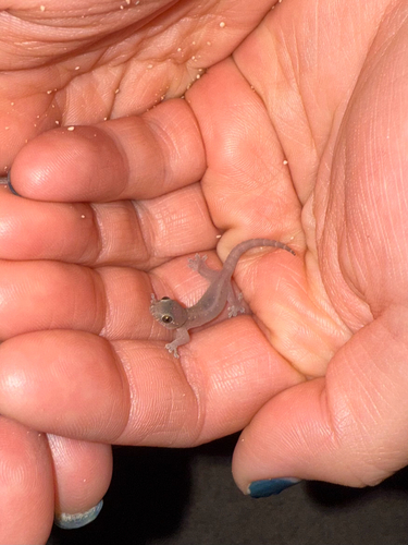 Gehyra mutilata observed 2026-03-25