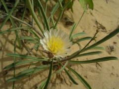 Launaea brunneri