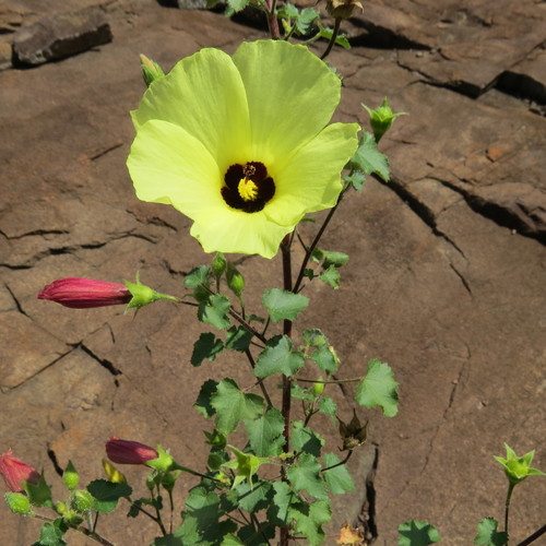 Hibiscus engleri image