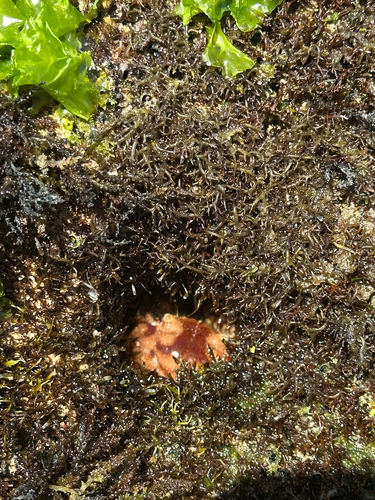 Juxtaxanthias intonsus observed 2026-03-25
