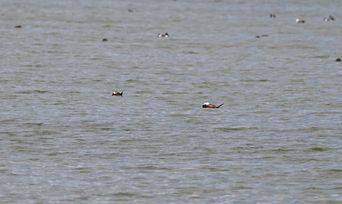White-headed Duck