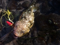 Amblyrhynchote honckenii