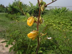 Senna occidentalis image