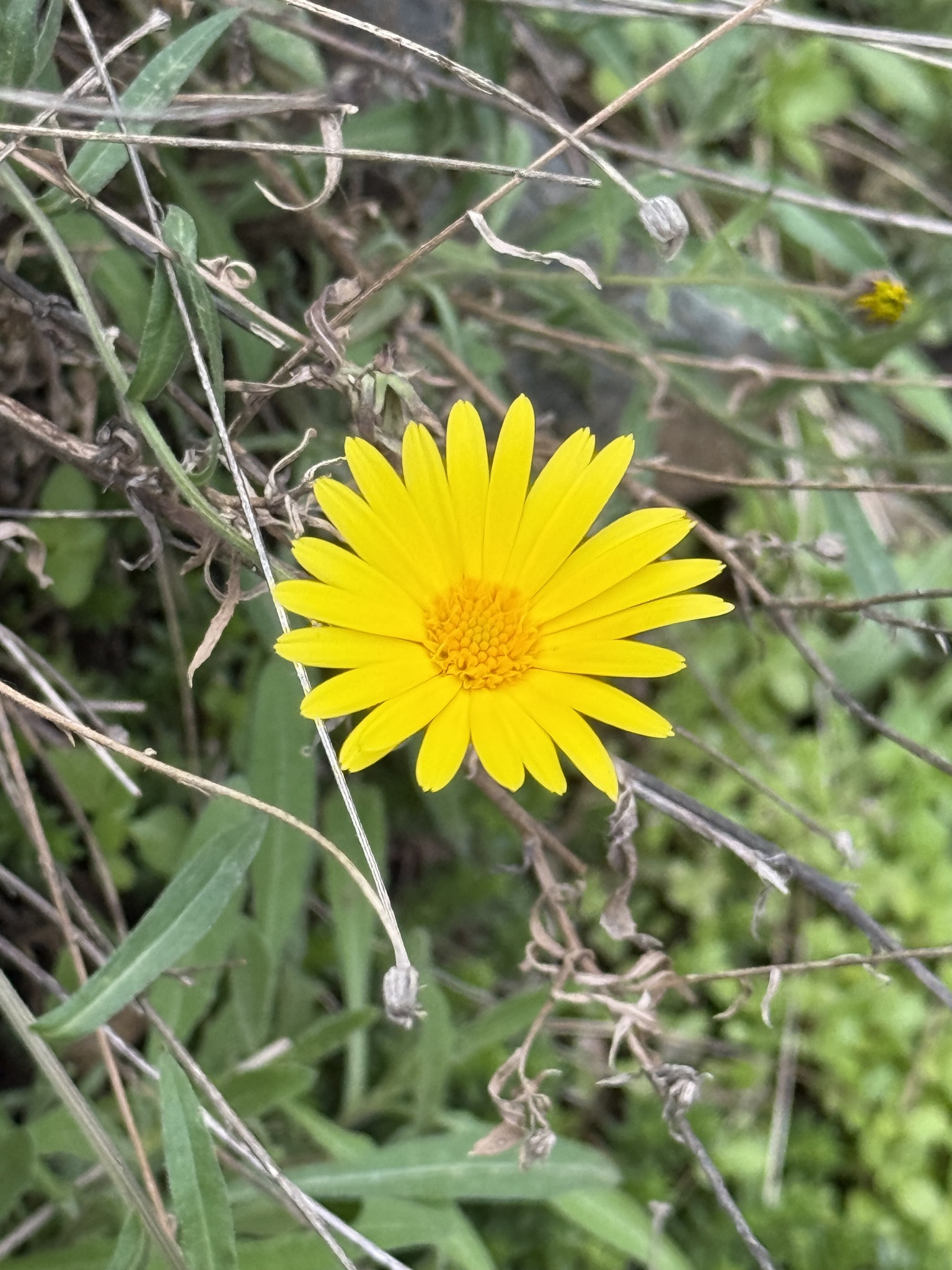 Calendula maroccana