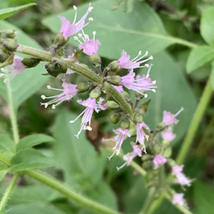Ocimum americanum