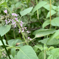 Ocimum americanum