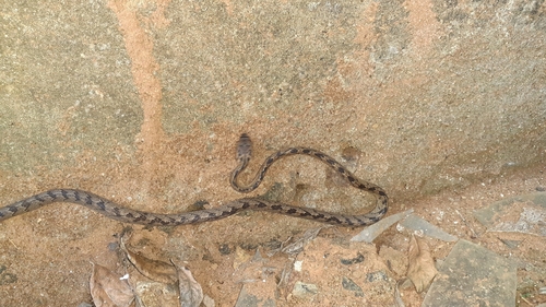 Sri Lanka Cat Snake