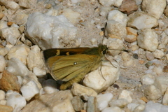 Trapezites lutea