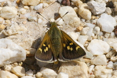 Trapezites lutea
