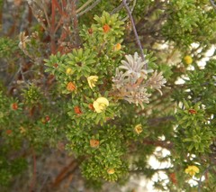 Phyllota pleurandroides