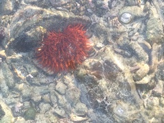 Actinia ebhayiensis