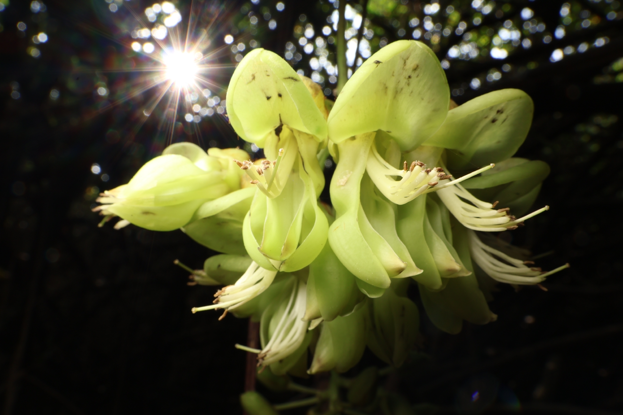 Mucuna gigantea
