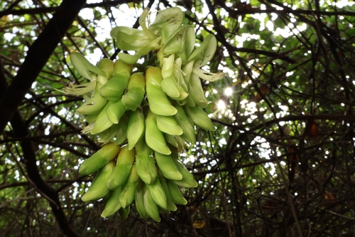 Mucuna gigantea
