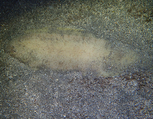 Lachner's tonguefish (Cynoglossus lachneri) — Cynoglossidae — 4