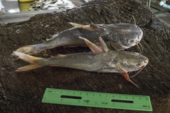 Nemapteryx nenga