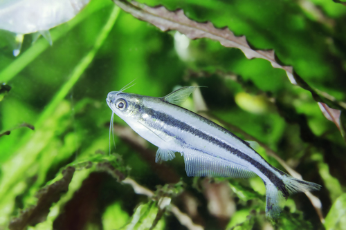 Debauwi catfish (Pareutropius buffei) — Schilbeidae