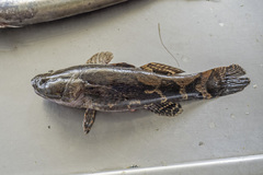 Oxyeleotris marmorata