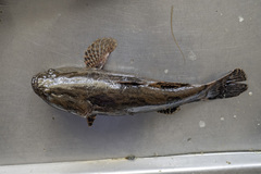 Oxyeleotris marmorata