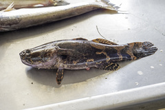 Oxyeleotris marmorata