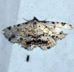 Sandava scitisignata