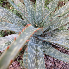 Aloe parvibracteata