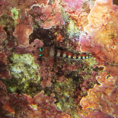 Notoclinops segmentatus