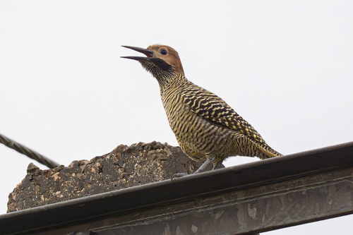 Fernandina's Flicker