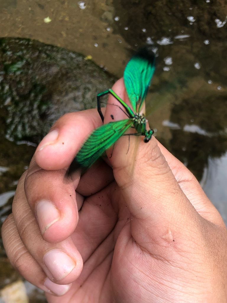 Neurobasis chinensis (Neurobasis chinensis)