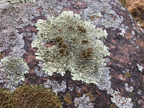 Taškuotasis auksakežis nuotrauka