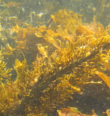 Carpophyllum plumosum