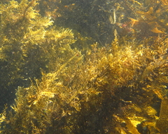 Carpophyllum plumosum