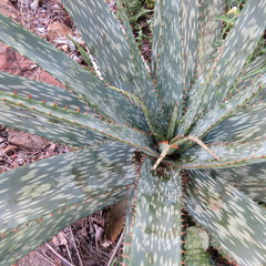 Aloe parvibracteata